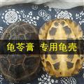 乌龟壳  石金钱乌龟壳  龟筒 产地 湖南省